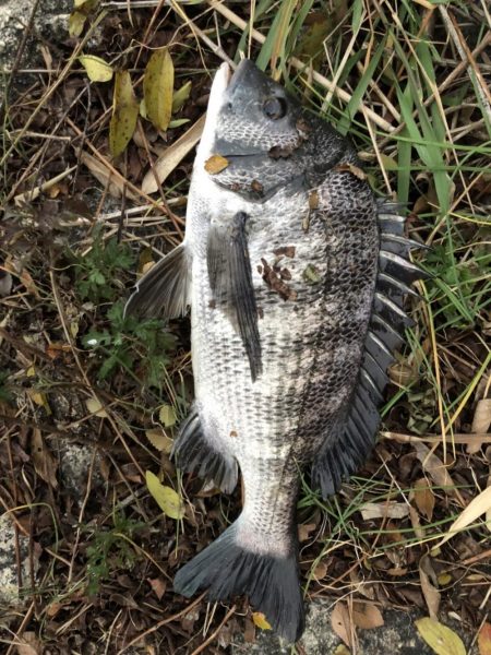 イチノ兄弟、釣果!