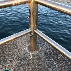 イワシっ子その2