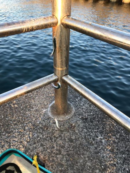 イワシっ子その2