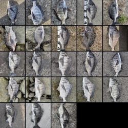 イチノ兄弟、釣果！