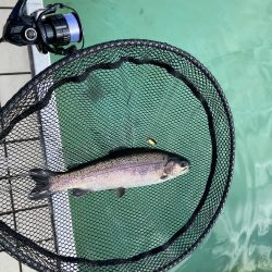 かめプー　1日でガチ勢増えた