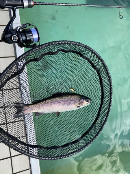 かめプー　1日でガチ勢増えた