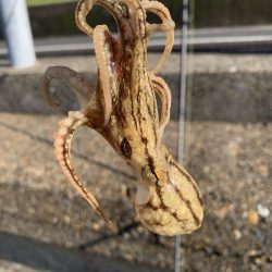 祭りこあと>* ))))><