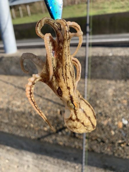 祭りこあと>* ))))><