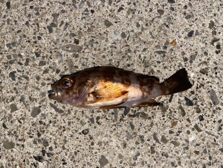 寒さに耐えてランガン