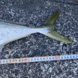 お昼3時でも釣れた〜