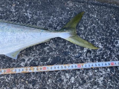 お昼3時でも釣れた〜