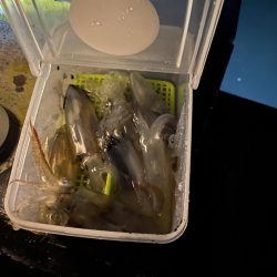 ヒイカ釣り