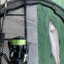 エリアトラウト