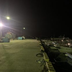 ヒイカ12  メバル①