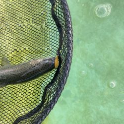 亀岡市かめプー