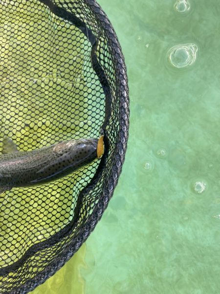 亀岡市かめプー