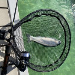 かめプー　トップ激アツ