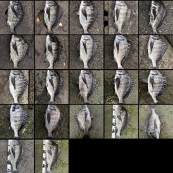 イチノ兄弟、釣果!