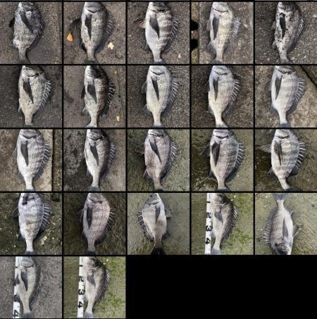 イチノ兄弟、釣果!