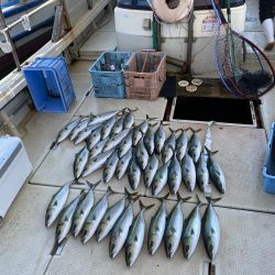 ハマチ　まだまだ湧いてます