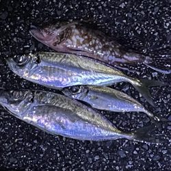 ジグ単deアジング?かろうじて居ました