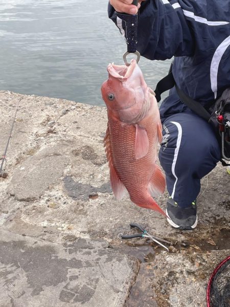 釣り納めコブダイ