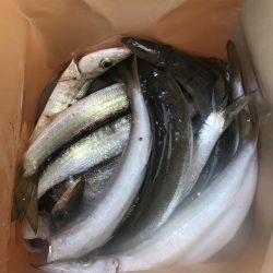 朝マズメのカマス祭り