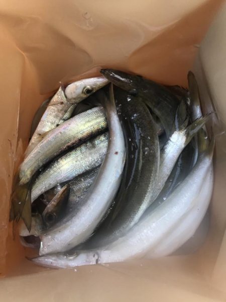 朝マズメのカマス祭り