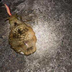 ナイトゲームでアオリイカ