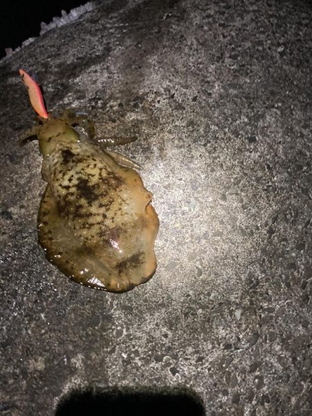 ナイトゲームでアオリイカ