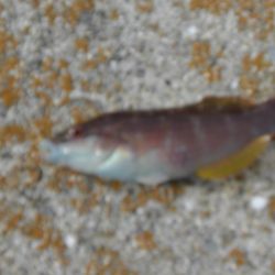 今年最後の淡路島