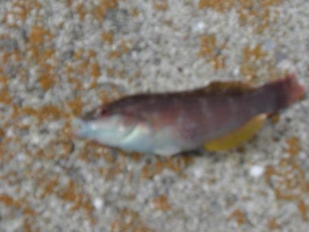 今年最後の淡路島