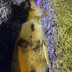 アオリイカ、太刀魚