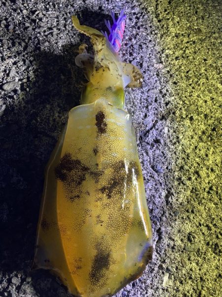 アオリイカ、太刀魚