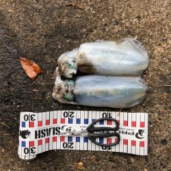 朝まずめの恩恵