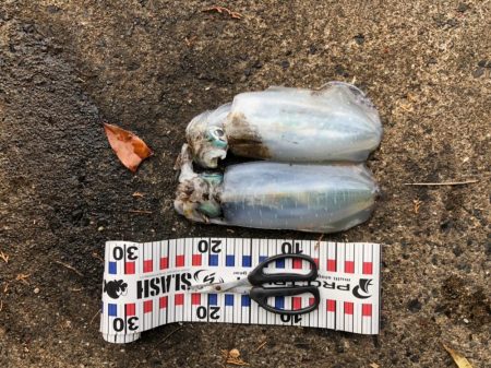 朝まずめの恩恵