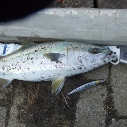 南芦屋浜で メジロ63㎝