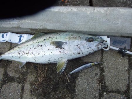 南芦屋浜で メジロ63㎝