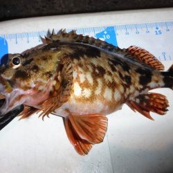 寒い中ライトゲームしてきました