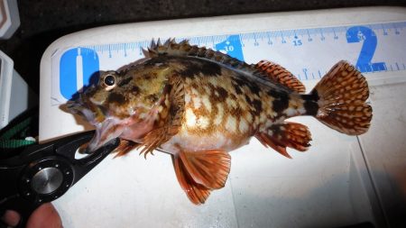 寒い中ライトゲームしてきました