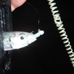 舞鶴で豆アジング