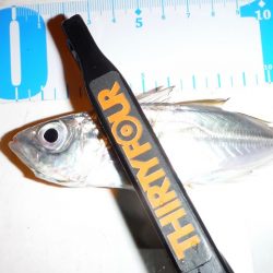 釣り納めに舞鶴でアジング