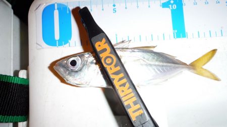 釣り納めに舞鶴でアジング