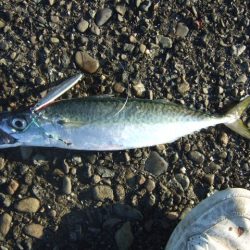 減ってきたかな