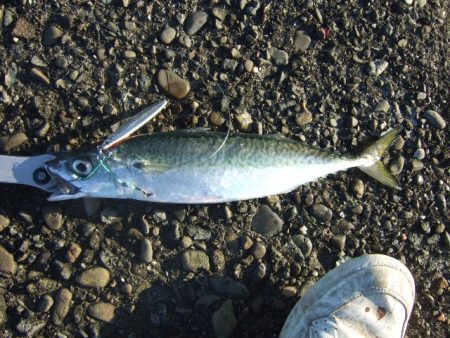 減ってきたかな