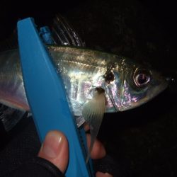 極寒の釣り納めライトゲーム