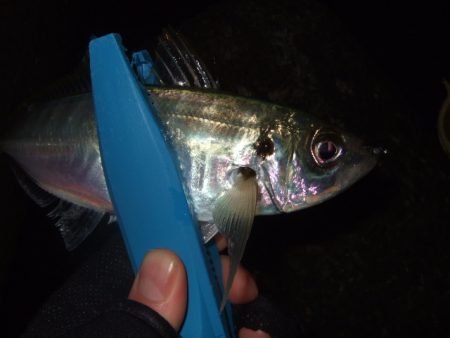 極寒の釣り納めライトゲーム