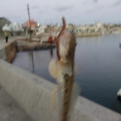 江井ヶ島へ連投