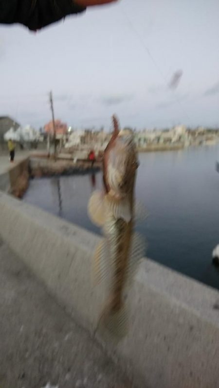 江井ヶ島へ連投