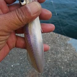 東二見で時合いを上手く捉えました