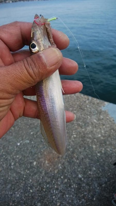 東二見で時合いを上手く捉えました