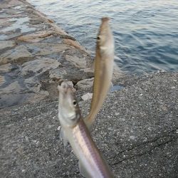 今日も東二見に連投しました