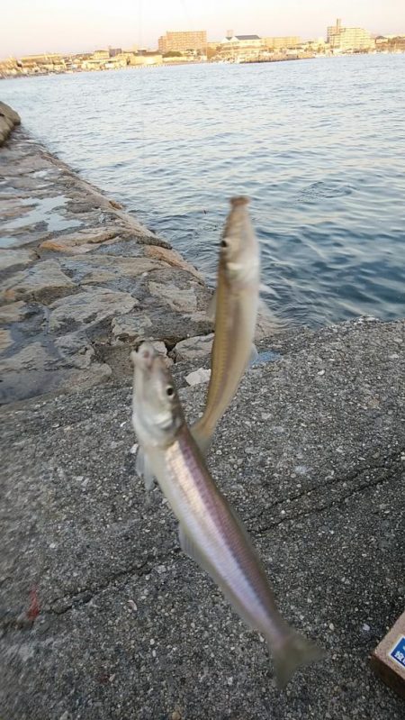 今日も東二見に連投しました