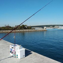 近場のキスが釣れなくなりました